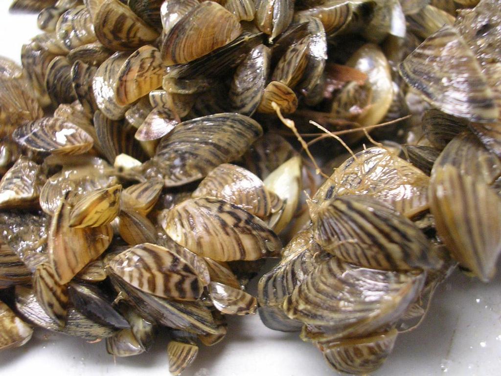 Zebra mussels © U.S. Fish and Wildlife Service